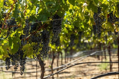 The 120 acre Pritchett Peaks Vineyard is nestled in the majestic - photo 10