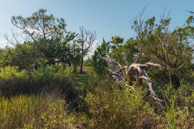 Here's your chance to own a private island! 0 Stono River - photo 21