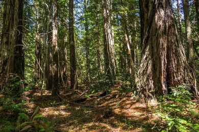 The historic Biaggi Ranch is situated on Mendocino's pristine - photo 29