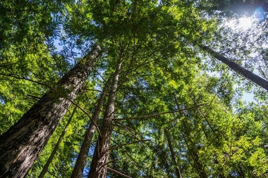 The historic Biaggi Ranch is situated on Mendocino's pristine - photo 30