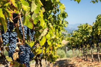 The 120 acre Pritchett Peaks Vineyard is nestled in the majestic - photo 11