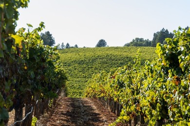 The 120 acre Pritchett Peaks Vineyard is nestled in the majestic - photo 13
