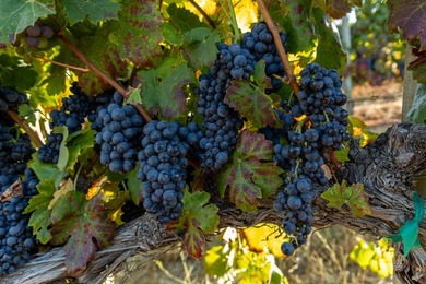 The 120 acre Pritchett Peaks Vineyard is nestled in the majestic - photo 14