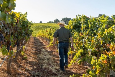 The 120 acre Pritchett Peaks Vineyard is nestled in the majestic - photo 15