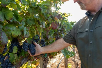 The 120 acre Pritchett Peaks Vineyard is nestled in the majestic - photo 16