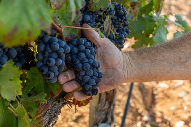 The 120 acre Pritchett Peaks Vineyard is nestled in the majestic - photo 17