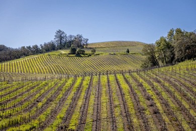 The 120 acre Pritchett Peaks Vineyard is nestled in the majestic - photo 18