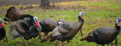 Premier Buffalo National River Area legacy hunting, recreational - photo 25