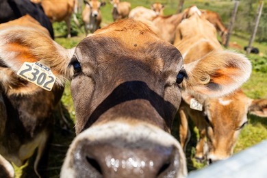 The 277-acre D&H Stornetta Ranch in Point Arena stands as a rare - photo 29