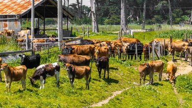 The 277-acre D&H Stornetta Ranch in Point Arena stands as a rare - photo 30