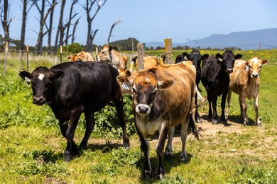 The 277-acre D&H Stornetta Ranch in Point Arena stands as a rare - photo 31