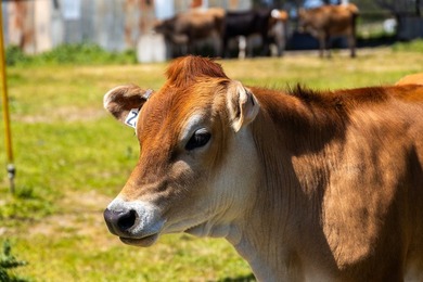 The 277-acre D&H Stornetta Ranch in Point Arena stands as a rare - photo 32