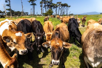 The 277-acre D&H Stornetta Ranch in Point Arena stands as a rare - photo 33