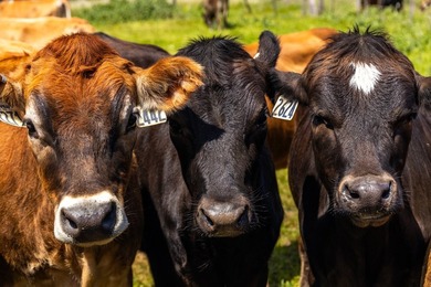 The 277-acre D&H Stornetta Ranch in Point Arena stands as a rare - photo 34