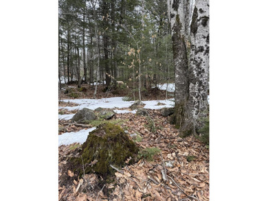 Bring your building plans for this beautiful wooded lot! - photo 4