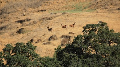 The 9,353.45-acre Buckeye Creek Ranch is a world-class - photo 6