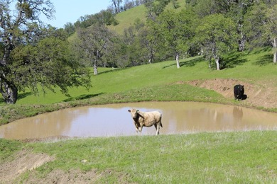 The 9,353.45-acre Buckeye Creek Ranch is a world-class - photo 8