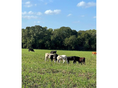 (private lake, pond, coastal) Acreage For Sale in Bynum Texas