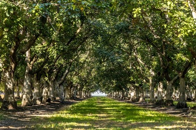 Situated amidst walnut orchards and along the scenic Sacramento - photo 4