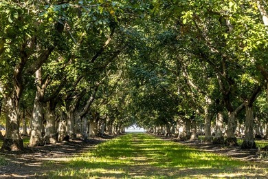 Rich walnut farming traditions are at the heart of the 236 - photo 2