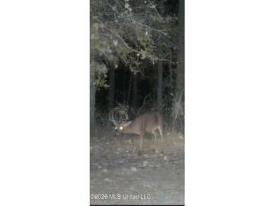 Set across 397 acres in Jefferson Davis County, Mississippi - photo 7