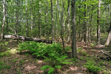 Set on 2 wooded acres in Montville, this property offers a - photo 4