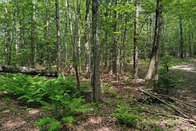 Set on 2 wooded acres in Montville, this property offers a - photo 6