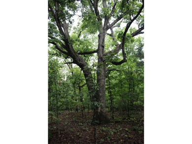 20.55 acres heavily wooded only minutes to town. This property - photo 18