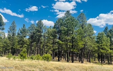 One-of-a-Kind 1.01-Acre Meadow Lot in Sierra Springs Ranch - photo 4