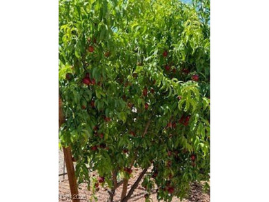 Welcome to this beautiful 1,981 sq. ft. home located in the