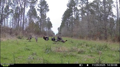 +/- 255 acres hunting and timberland property located in the Dry - photo 46
