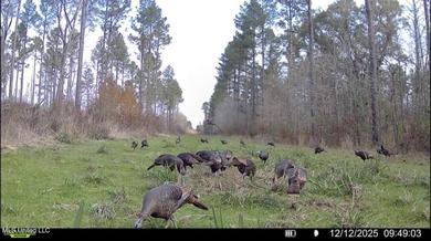 +/- 255 acres hunting and timberland property located in the Dry - photo 48