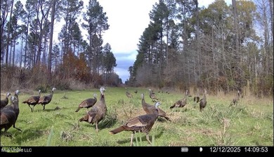 +/- 255 acres hunting and timberland property located in the Dry - photo 49