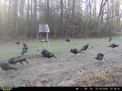 +/- 255 acres hunting and timberland property located in the Dry - photo 50