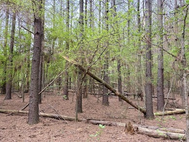 Land for sale near Centerville, Arkansas offering privacy - photo 27