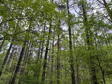 Land for sale near Centerville, Arkansas offering privacy - photo 41