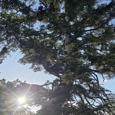 Escape to this stunning 34-acre parcel on Harrison Flats - photo 42