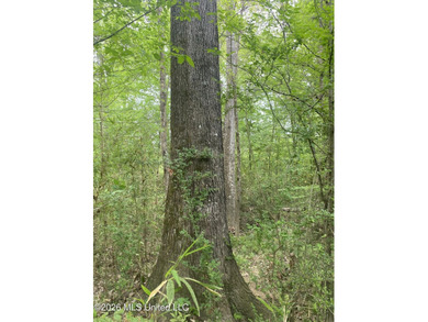 Hunting and Recreational retreat - 398+/- Acres in Amite County - photo 14