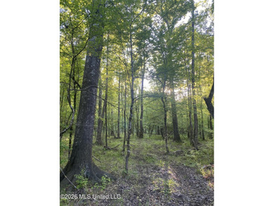 Hunting and Recreational retreat - 398+/- Acres in Amite County - photo 17