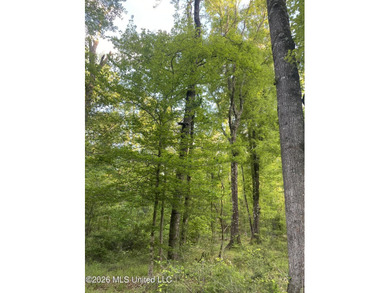 Hunting and Recreational retreat - 398+/- Acres in Amite County - photo 22