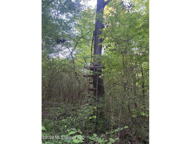 Hunting and Recreational retreat - 398+/- Acres in Amite County - photo 33
