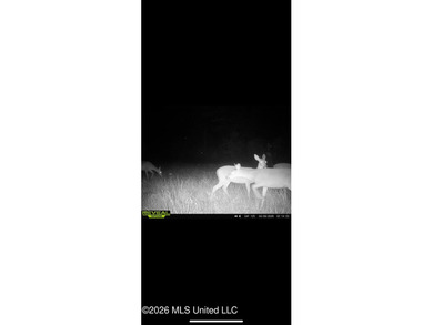 Hunting and Recreational retreat - 398+/- Acres in Amite County - photo 45