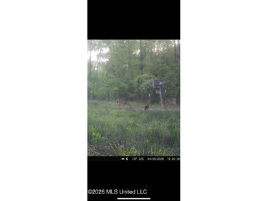 Hunting and Recreational retreat - 398+/- Acres in Amite County - photo 46