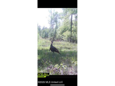Hunting and Recreational retreat - 398+/- Acres in Amite County - photo 47