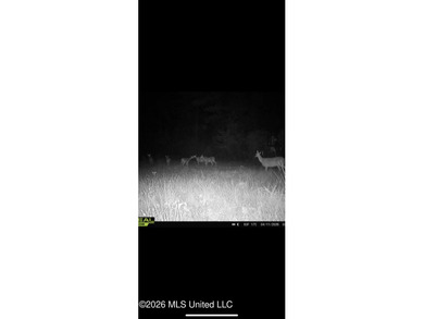 Hunting and Recreational retreat - 398+/- Acres in Amite County - photo 48