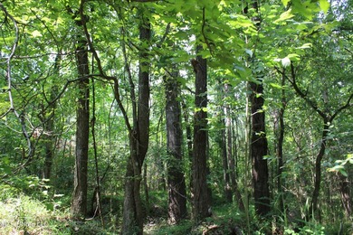 165+- acres fronting on Bethel Road located approximately 1 mile - photo 33