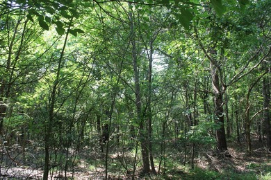 165+- acres fronting on Bethel Road located approximately 1 mile - photo 60