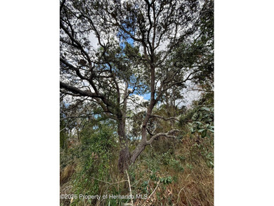 Pending- LOOKING TO BUILD YOUR DREAM HOME?? Look no further! - photo 2