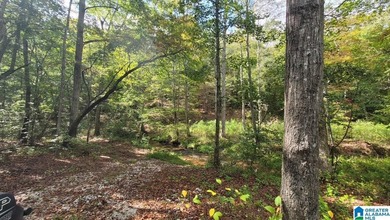 Awesome property consisting of 37.48 acres, a 20 x 40 pole barn - photo 4