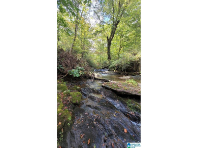 Awesome property consisting of 37.48 acres, a 20 x 40 pole barn - photo 5